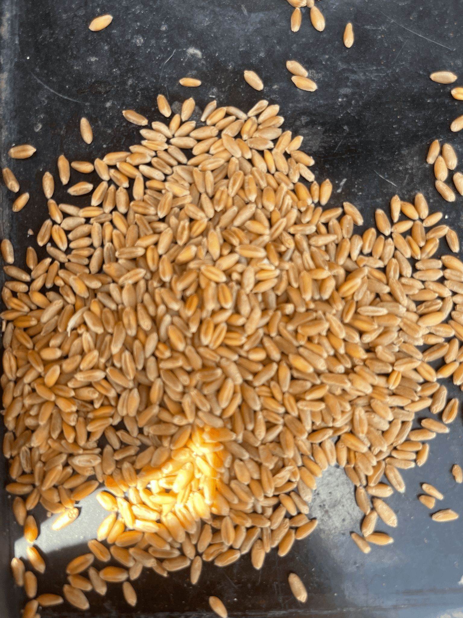 Gallery Image: Golden Waves llc Mobile Grain Cleaning